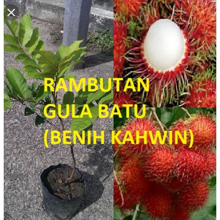 Pokok Rambutan Gula Batu Hybrid Shopee Malaysia