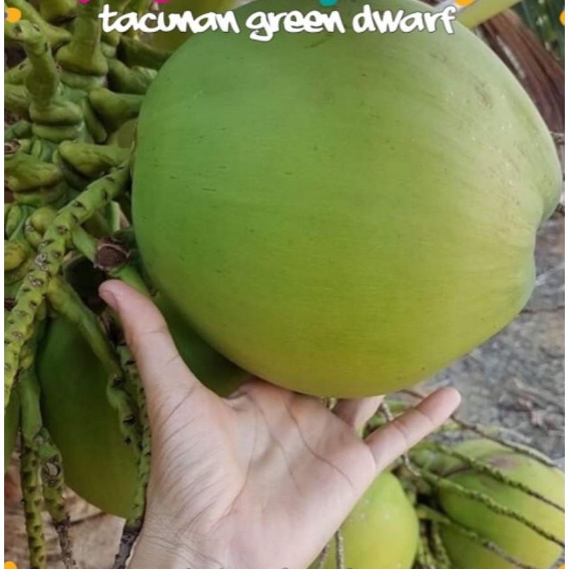 Anak Pokok Kelapa Tacunan Grade A