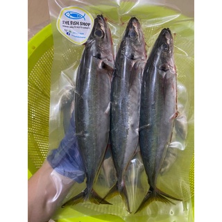 Ikan Sardin Sardine Tch Frozen Food Fresh Seafood Wholesale Supplier Ayam Fish Fillet Salmon Shopee Malaysia