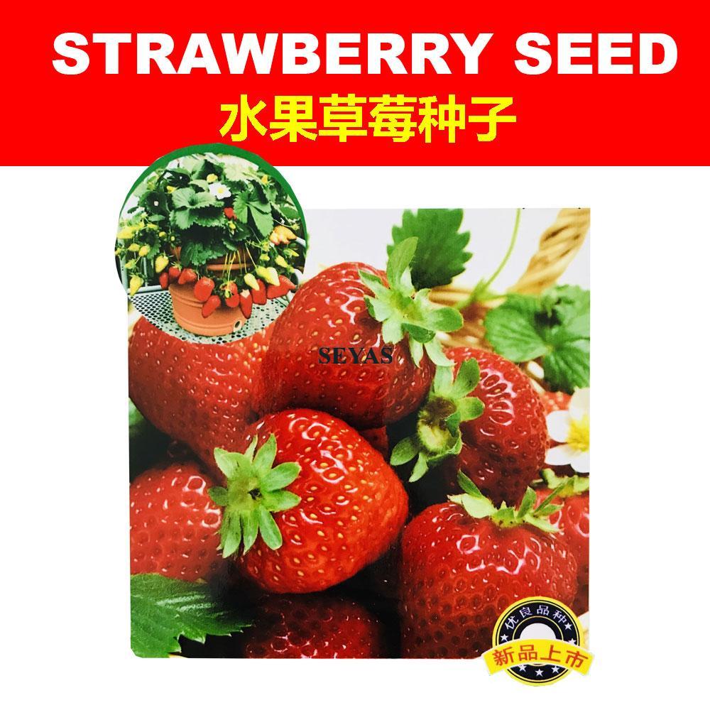 300pcs Strawberry Seeds Sweet and Delicious Garden Fruit Plant 