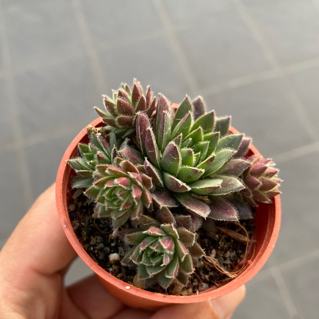 Buy Succulent 多肉植物 长生草sempervivum 5 5cm Pot Seetracker Malaysia