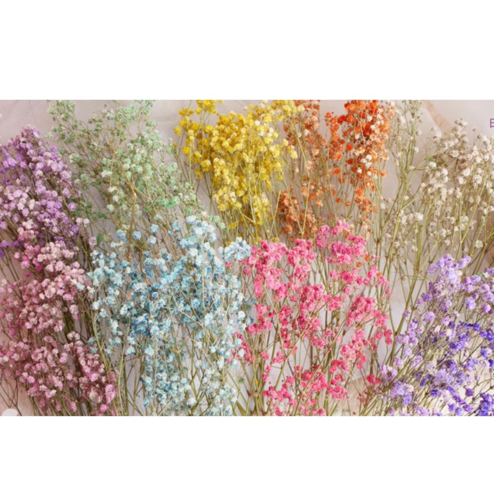 Ready Stock Dried Baby Breath Real Flower Dry Gypsophila干燥花满天星 Shopee Malaysia