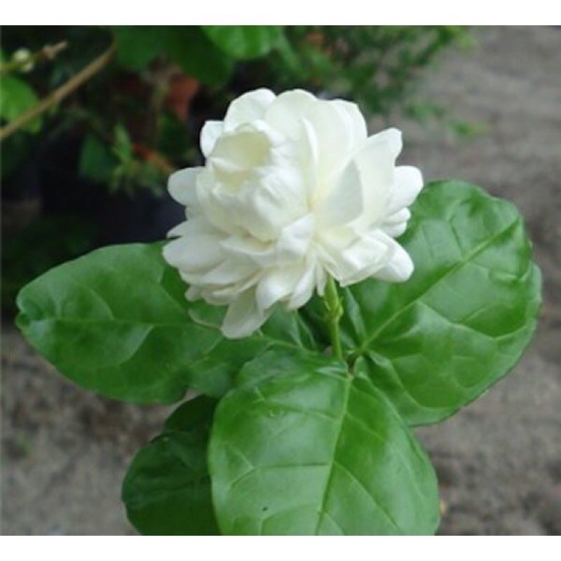 Pokok Bunga Melur Susun Harum Wangi / Melur Rose / Jasminum Sambac ...