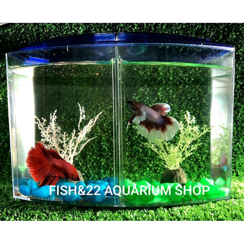 Buy Aquarium Betta Tank Bekas Ikan Laga 1 8l 16cm 14 5cm 9cm Seetracker Malaysia