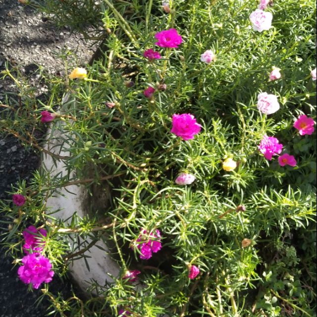 大花马齿苋portulaca Grandiflora 花卉图片网