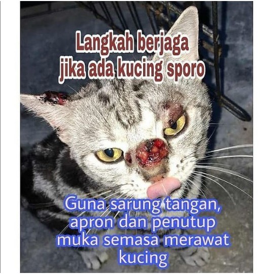 Buy Ubat Kucing Pets Set Sporo Luka Besar Dan Berair Spray F7 Krim 