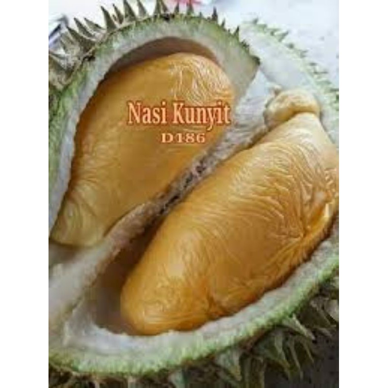 Durian Nasi Kunyit