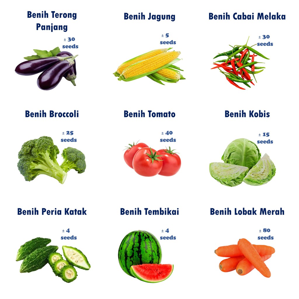 2 2 Biji Benih Sayur Dan Buah Vegetables Seeds Sawi Kuchai Bayam Kailan Salad Ketumbar Sawi Putih Pak Choy Jagung Labu