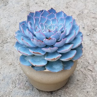 多肉植物盆栽 推荐 蓝莲花多肉植物盆栽肉肉植物老桩多肉室内绿植花卉好养花 Shopee Malaysia