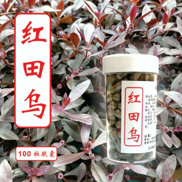 红田乌keremak Merah Joyweed Sessilis 疏通血管x 預防心臟病x 預防中風x 降膽固醇 紅田烏x 红田乌 Shopee Malaysia