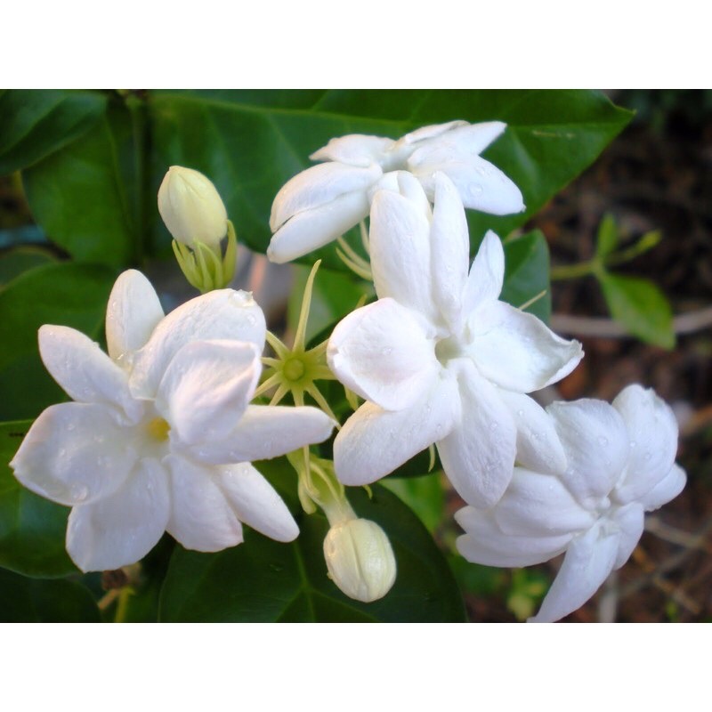 Buy Pokok Bunga Melur Harum Dan Wangi Seetracker Malaysia