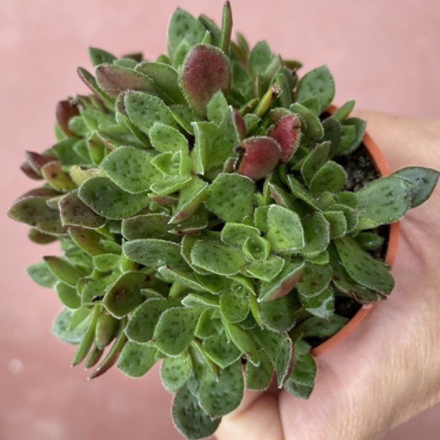Succulent 多肉植物 花簪crassula Exilis Subsp Picturata 5 5 Pot