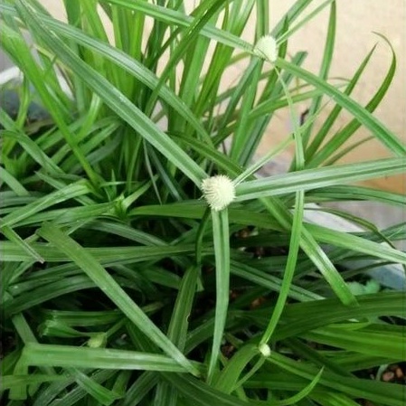 Buy Rumput Kucing/Catgrass/Wheetgrass/Rumput Pendul  SeeTracker 