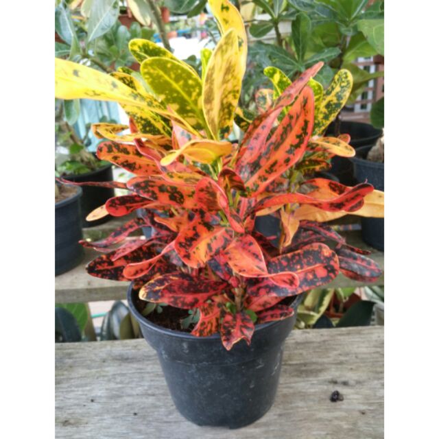 Croton mammy pokok puding outdoor plant shopee malaysia