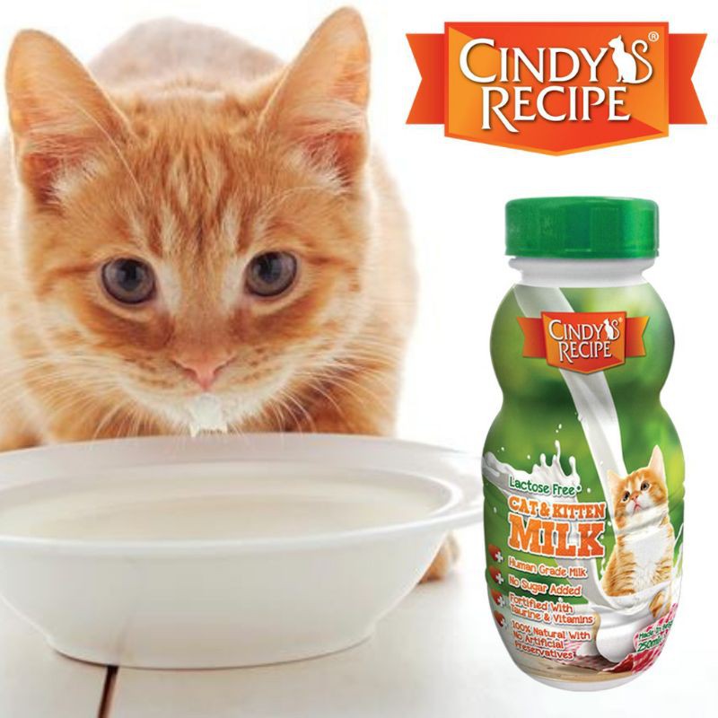 Kitten milk recipe