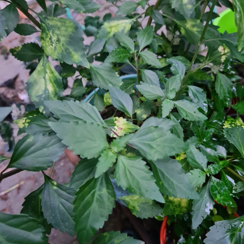 Buy Pokok misai kucing/Orthosiphon aristatus  SeeTracker Malaysia