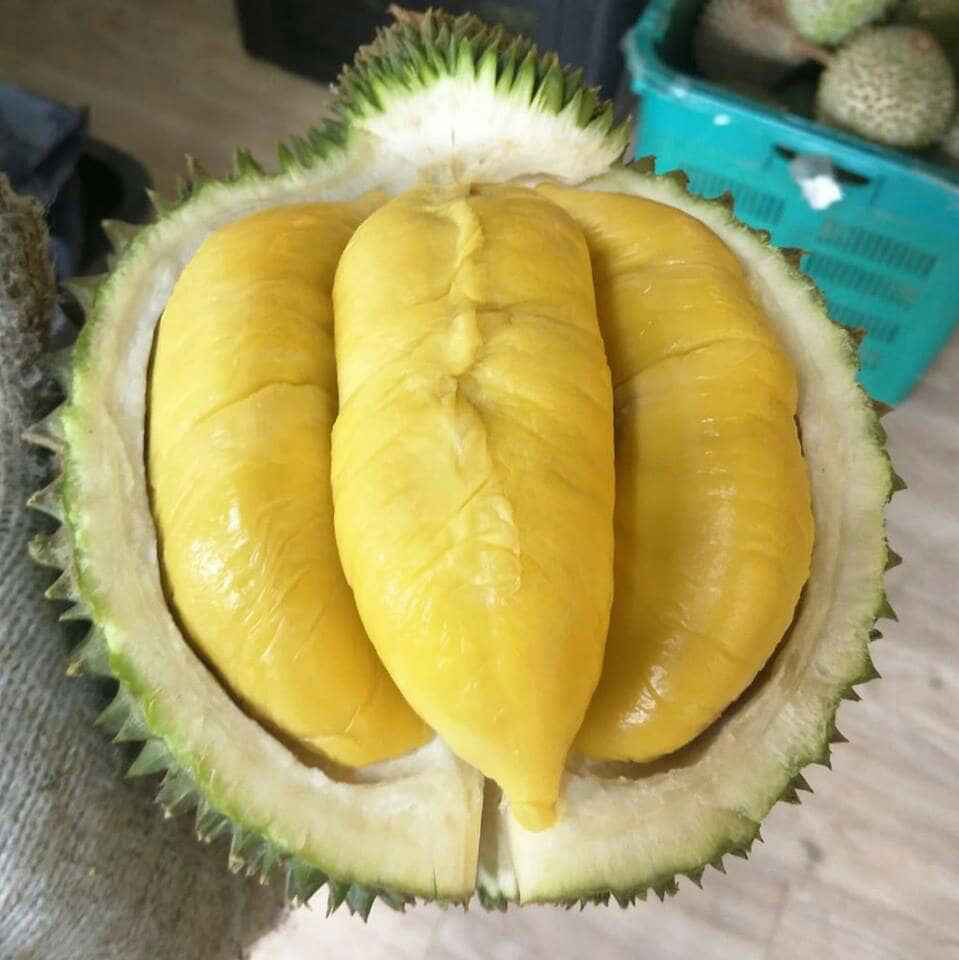  Anak Pokok Durian  D24 CEPATBERBUAH Shopee Malaysia