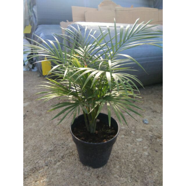 Jawa Palm Indoor Plant | Shopee Malaysia