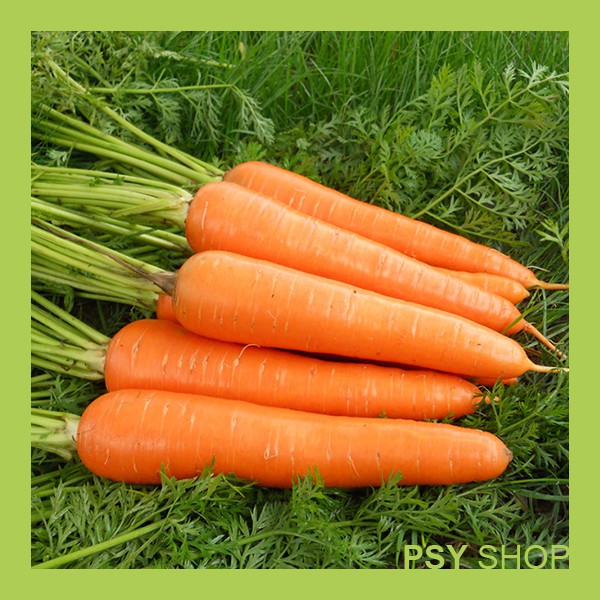 Seeds 50pcs Lobak Merah Red Carrot 红萝卜 Shopee Malaysia