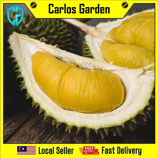 Anak Pokok Durian Musang King Pokok Stabil Import Dari Thailand ...