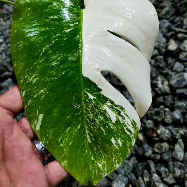 Monstera Borsigiana Albo Variegata Shopee Malaysia