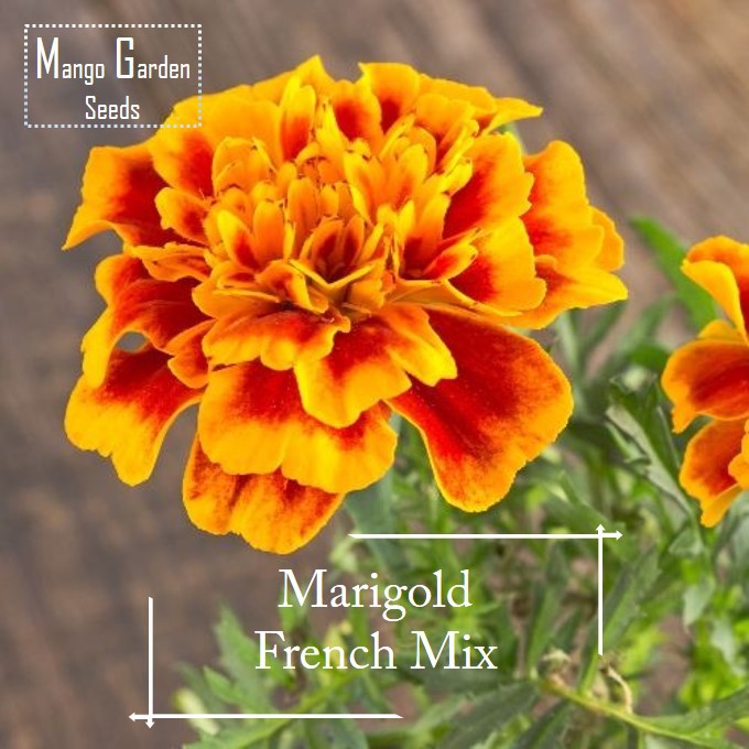 Pot French Marigold Mix Colour Seeds - 200 seed *Pot Friendly* ( Yellow and Orange ) Benih sayur sayuran Sesuai Untuk Pa