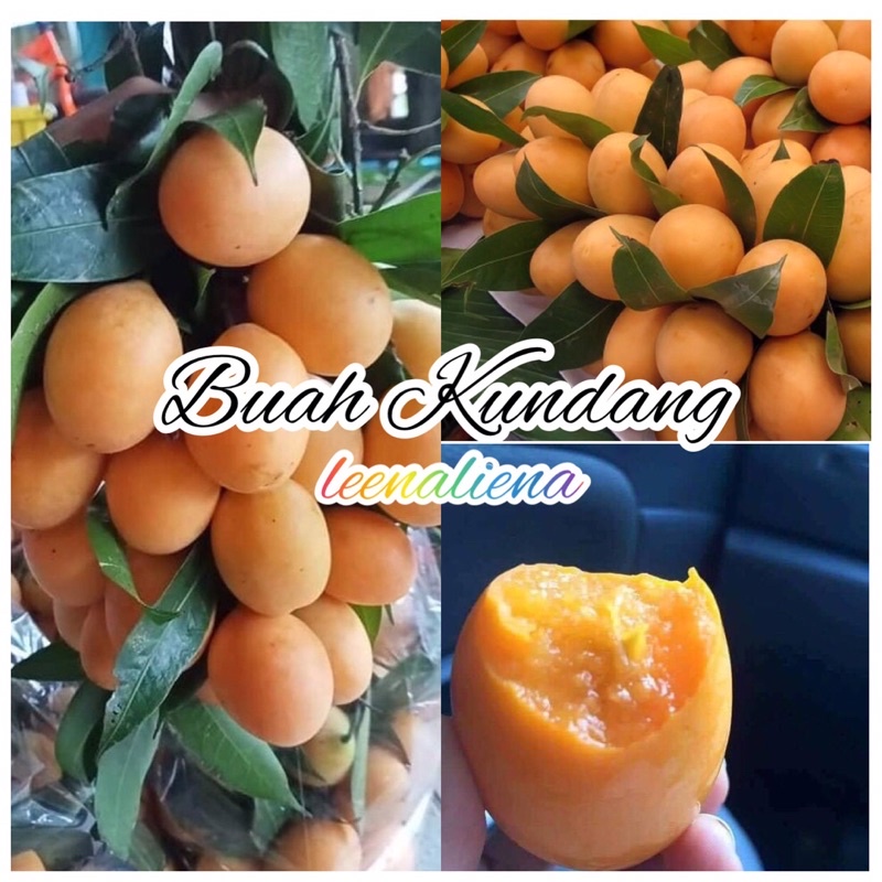 buah kundang muda