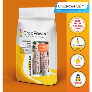 GRAIN CORN SEEDS 5 KG / BENIH JAGUNG BIJIRIN 5KG  Shopee Malaysia