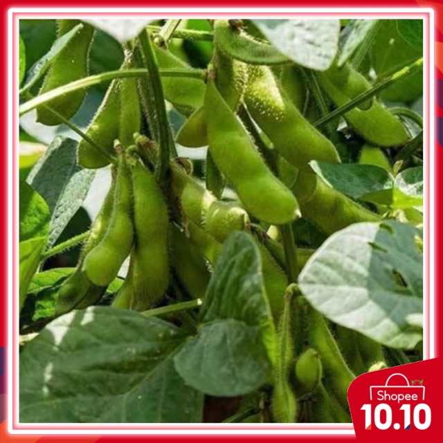 10 seeds dwarf Japanese Edamame Plant / pot and balcony friendly Shopee Malaysia