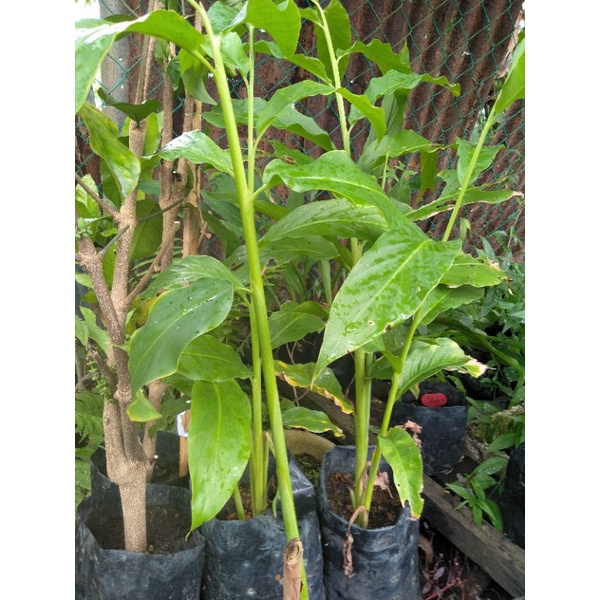 Anak Pokok Bunga Kantan Pink(besar) | Shopee Malaysia