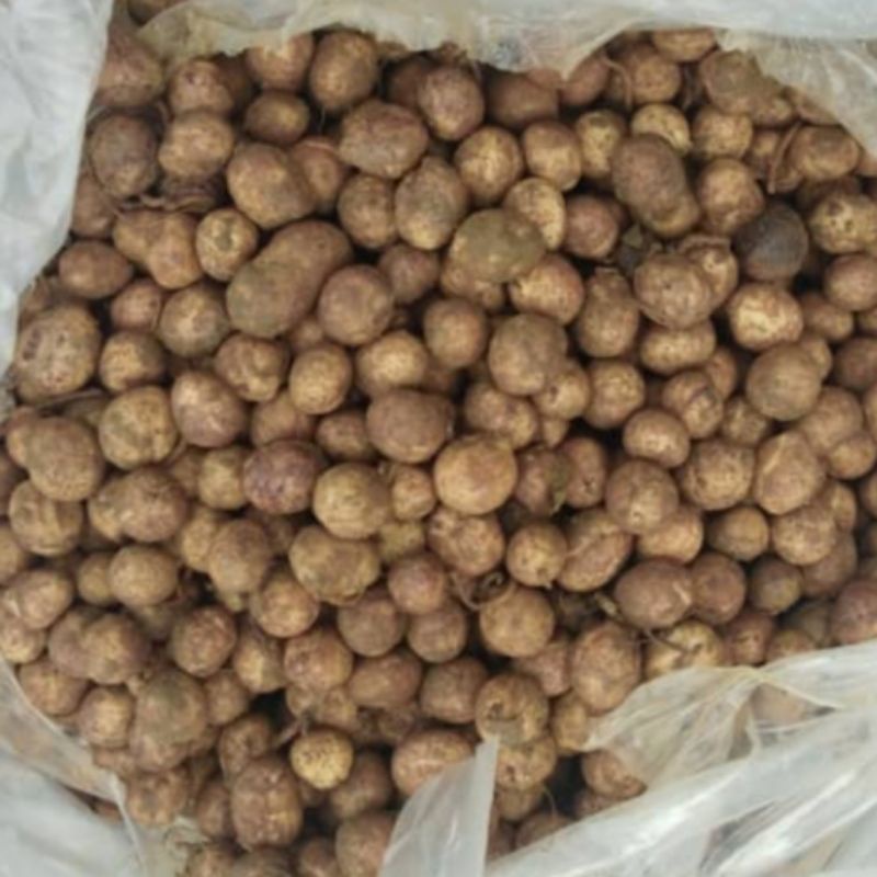 Kacang Poi Kacang Pool Mentah 1kg Shopee Malaysia