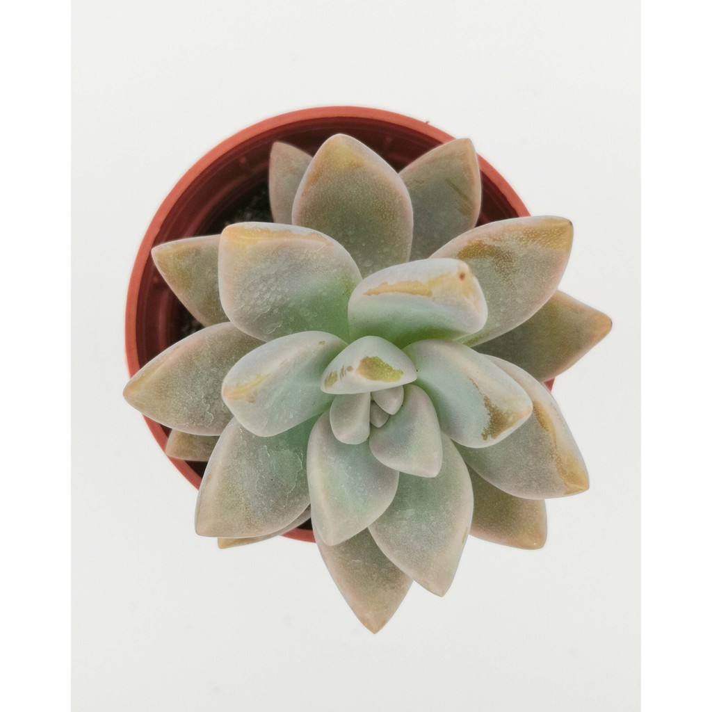 Succulent Graptopetalum Victor Kane 多肉淡雪 Shopee Malaysia