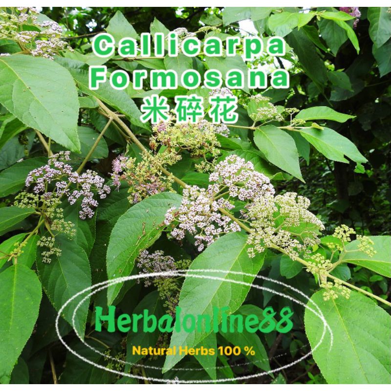 Eurya Chinensis Callicarpa Formosana 米碎花 杜虹花 Anti Cancer Efficacy Shopee Malaysia