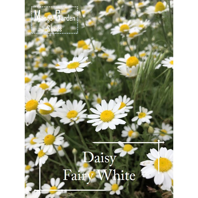 Fairy White Daisy Seeds 100 Seed Pot Friendly Tanam Pasu Biji Benih Daisy 小雏菊花种子 白白美美的 Little Daisy小小朵 Shopee Malaysia