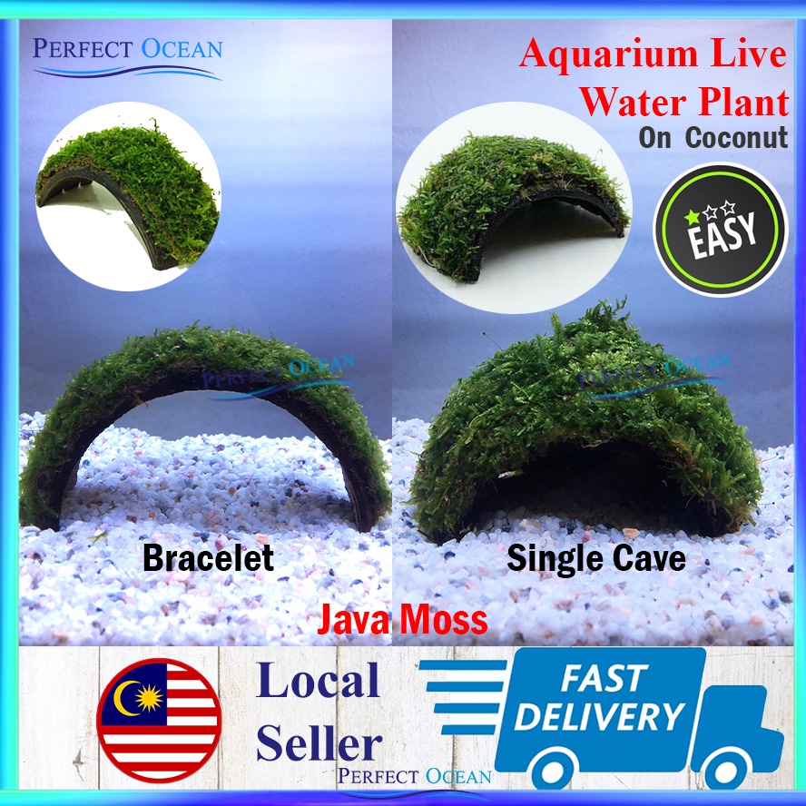 Java Moss [On Coconut] Aquarium Water Plant Low Level Aquascape Vesicularia Dubyana Tank READY STOCK | Perfect Ocean