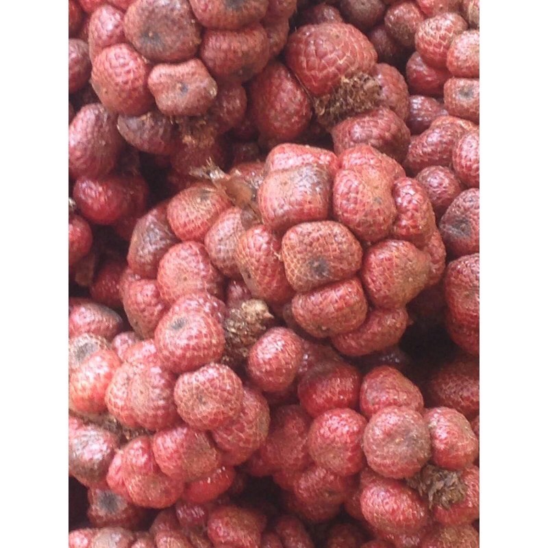 Buah Kelubi Asam Paya 3kg Buah