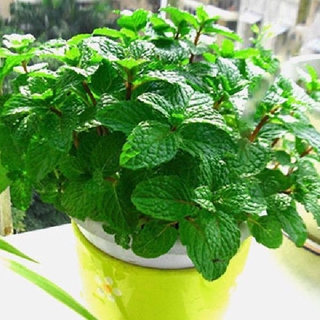 买1送3 1000粒食用薄荷种子四季种子易活室内柠檬猫薄荷盆栽 Shopee Malaysia