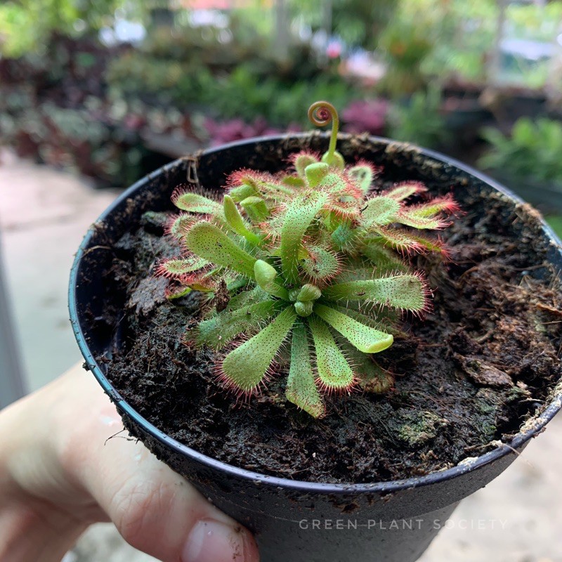GPS Green Plant Society Drosera Spatulata Carnivorous Plant Sundew