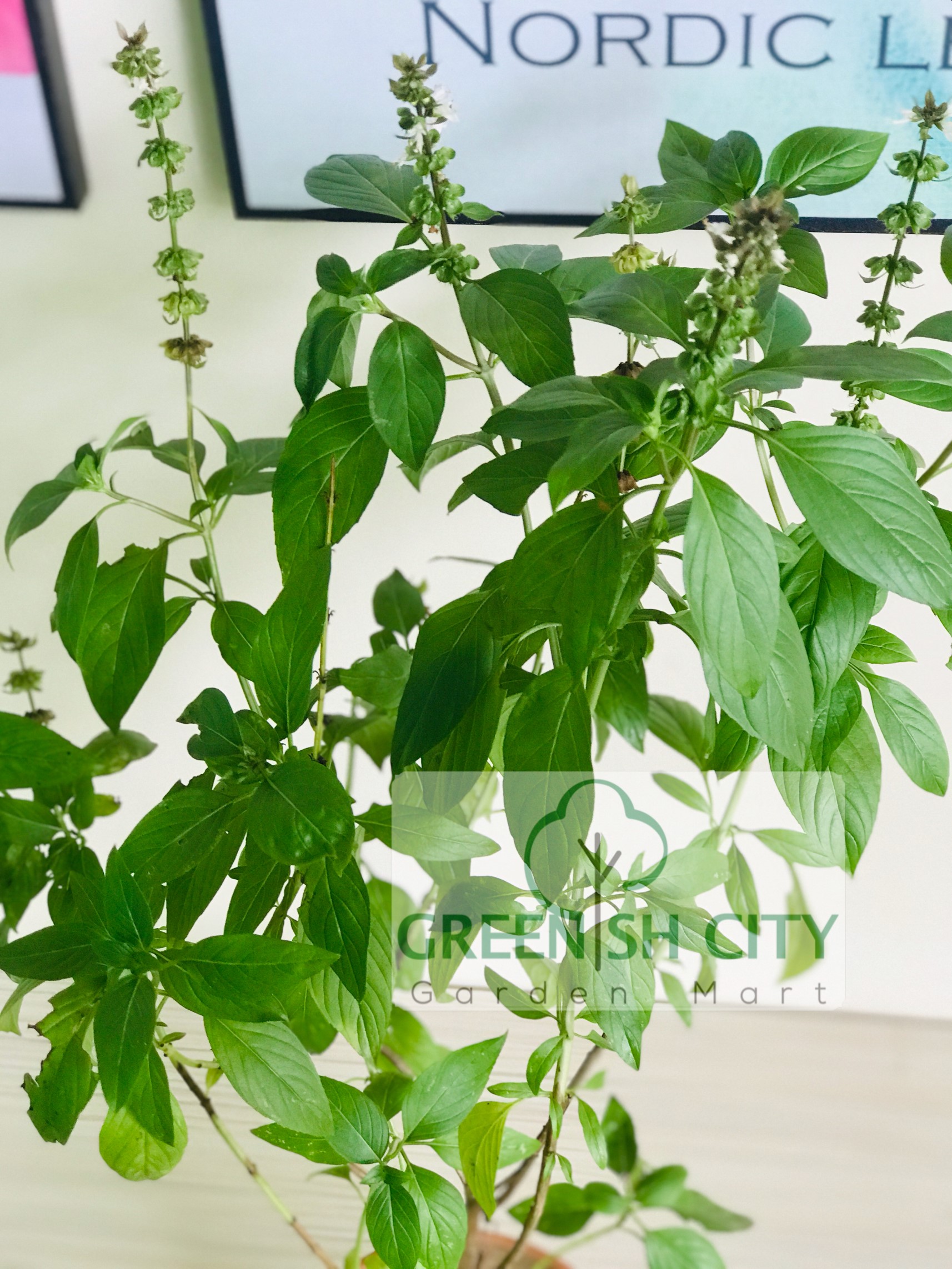 GNC Thai Basil Herbs Plant Herb Pokok Herba Shopee Malaysia