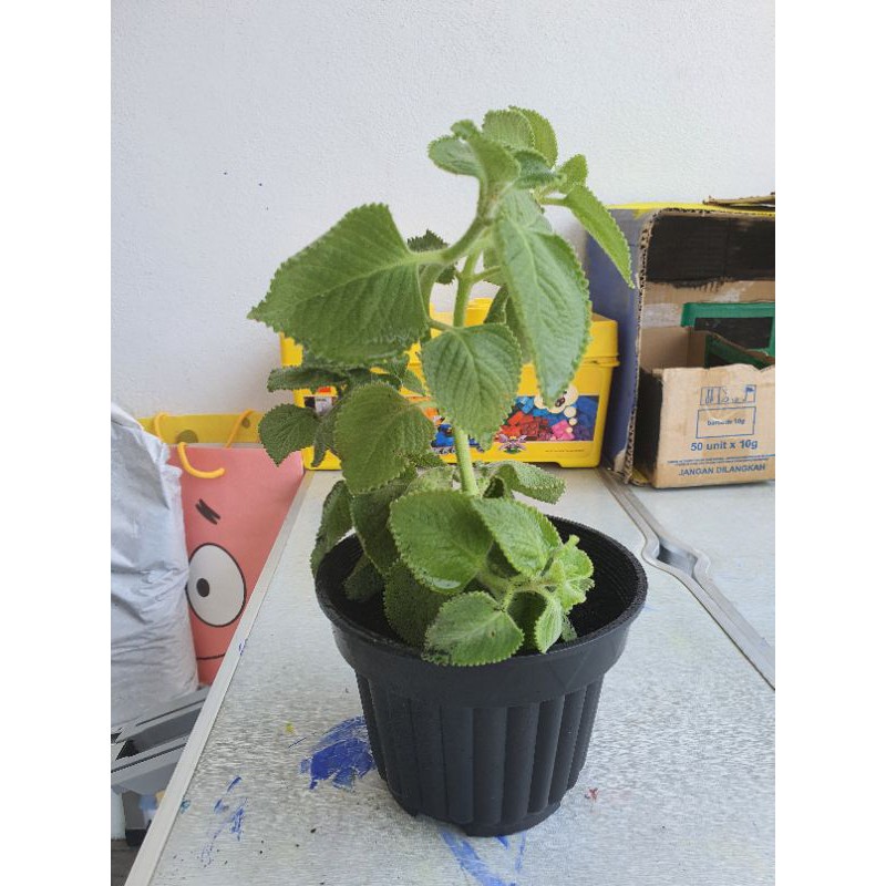 Buy 1 Pot Mexican Mint Pokok Bangun Bangun Seetracker Malaysia