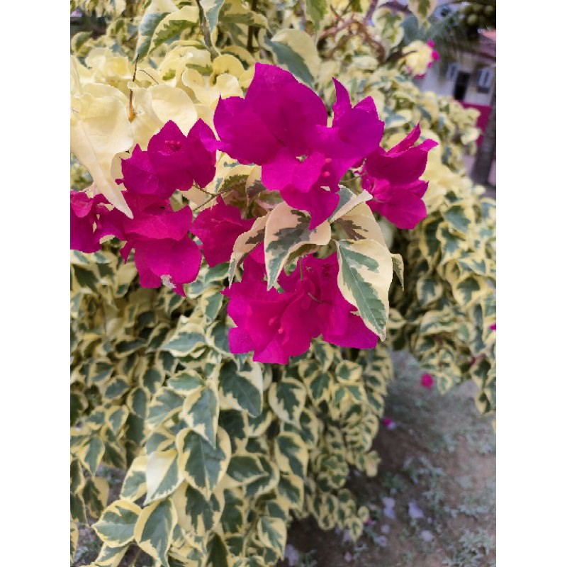 Flower Cutting Bougainvillea Magenta Varigated Yellow leaf | Shopee Malaysia