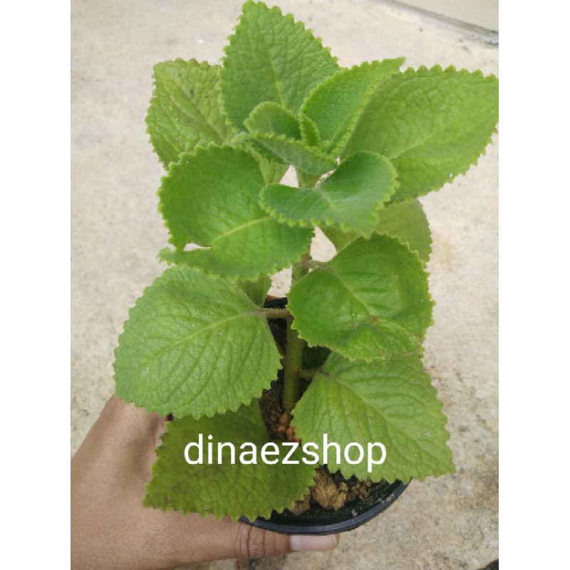 ANAK POKOK BANGUN BANGUN /KAPUR BARUS ( PENYEMBUH BATUK) | Shopee Malaysia