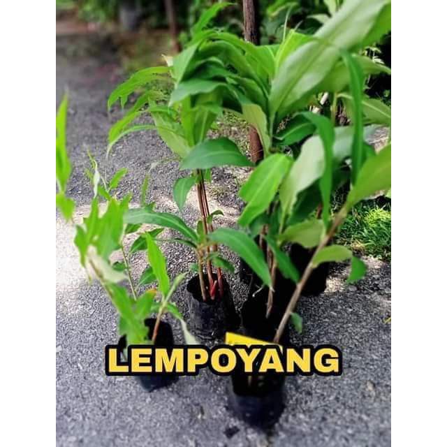 Anak Pokok Lempoyang A K A Zingiber Zerumbet L Lampoyang Lempoyang Tepus Shopee Malaysia