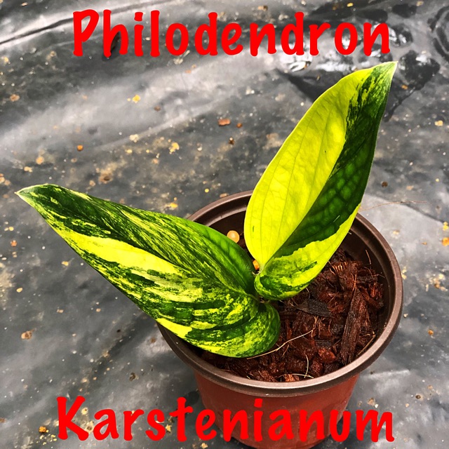 Monstera Karstenianum Variegated Pokok Plant Shopee Malaysia