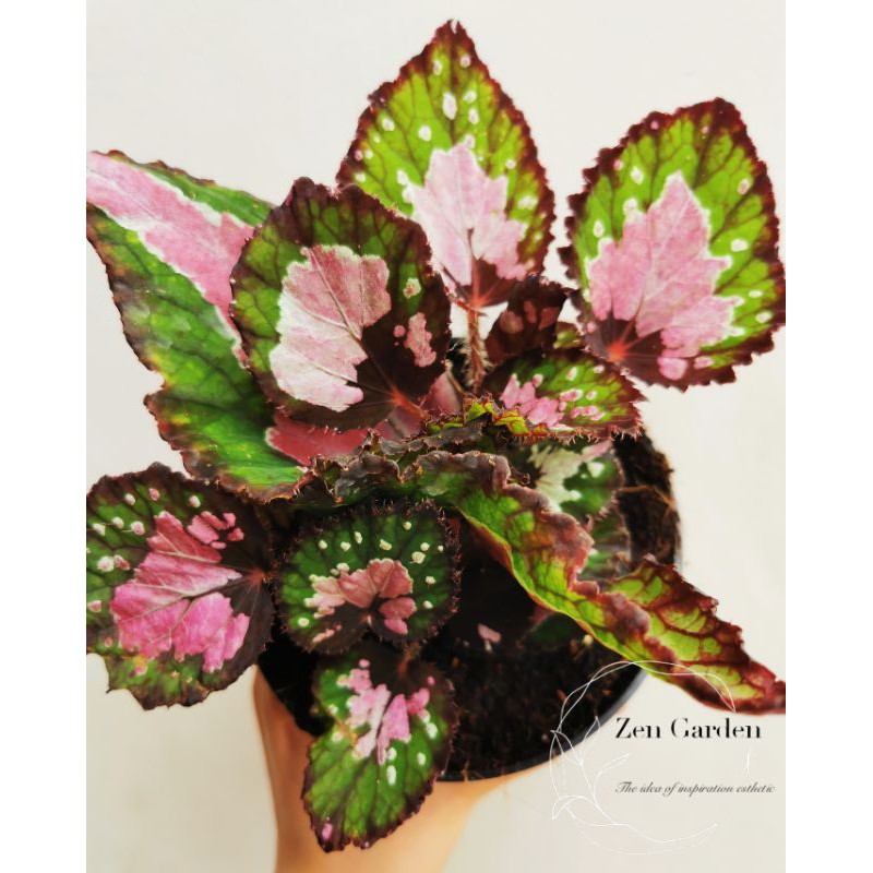 PART 2?REX BEGONIA?POKOK HIDUP?READY STOCK?REX BEGONIA WITH POTTED SOIL  | Shopee Malaysia