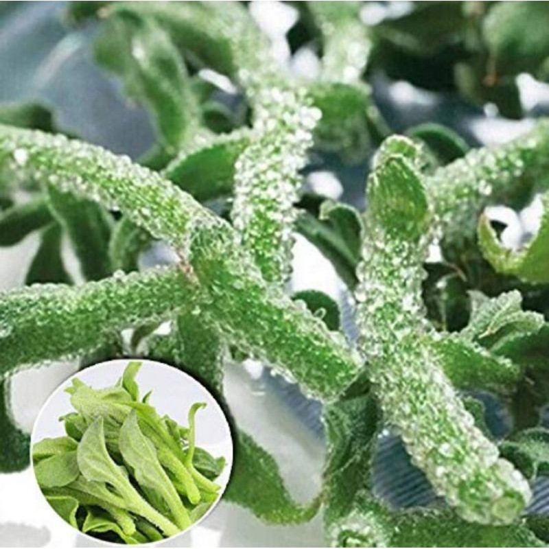 Buy 10 Ice Plant Seeds 10 Biji Benih Ice Plant Seetracker Malaysia