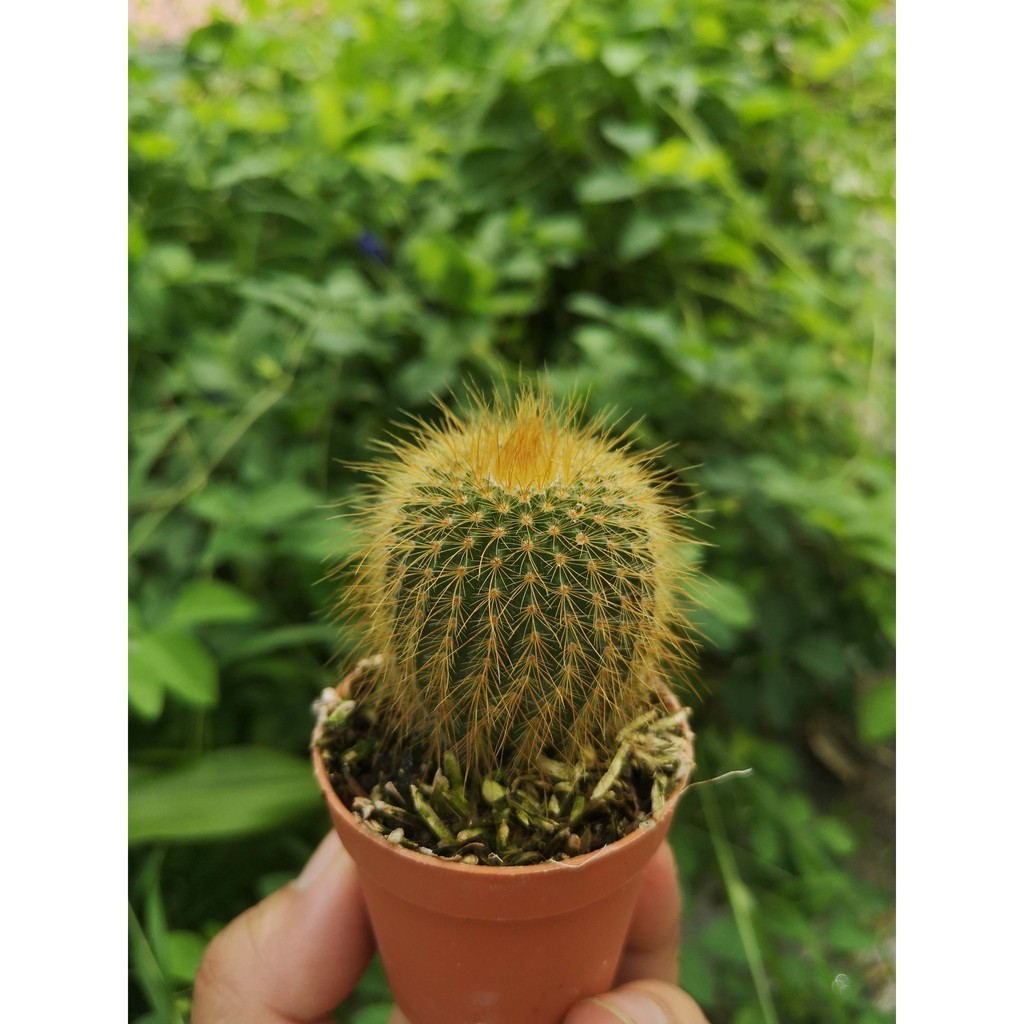 GPS Green Plant Society Cactus Family Type 7