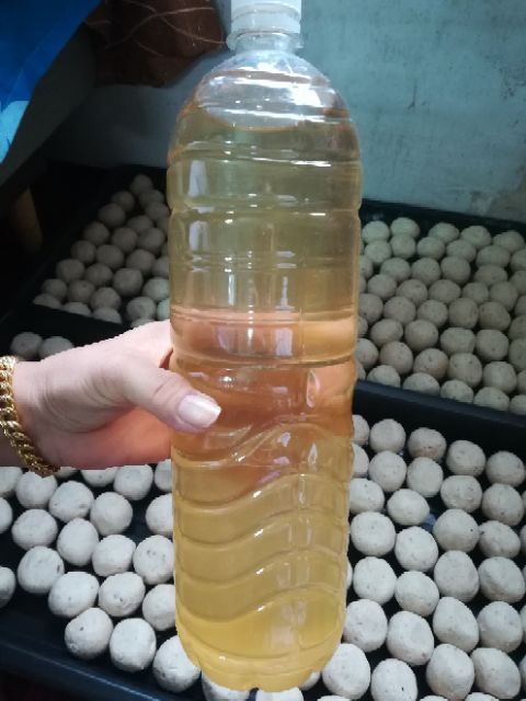 Ragi Tapai Ciping Tuak Yeast Ball Original Sarawak Ready Stock Shopee Malaysia