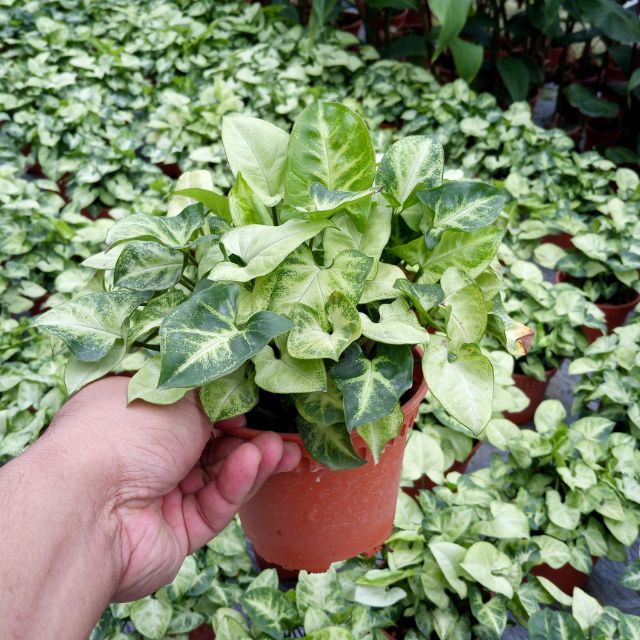 Anak Pokok Keladi Kecil Hiasan Syngonium Pixie Indoor Plants Live Plants Pokok Hidup Pokok Hiasan Dalam Rumah Cantik Shopee Malaysia