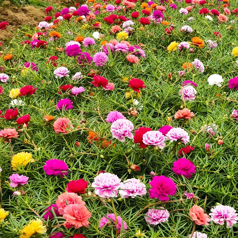 [50biji] Benih Bunga Ros Jepun 九点花十点花日本太阳花flower Seeds Portulaca Sun 